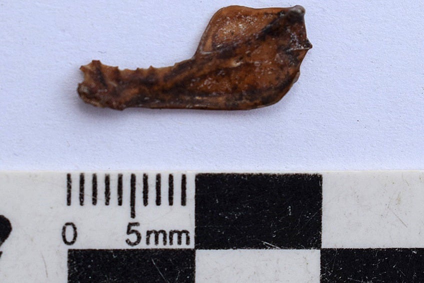 El fósil del "vampiro gigante" Desmodus draculae encontrado en Miramar.