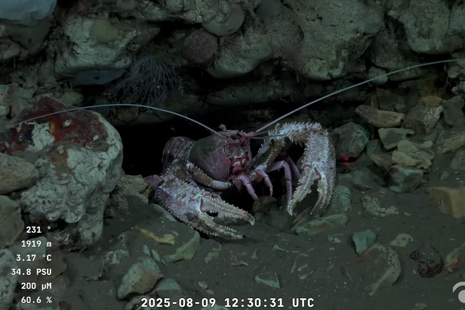 Cuándo se hará la última transmisión en vivo de la misión del Conicet en el cañón submarino Mar del Plata