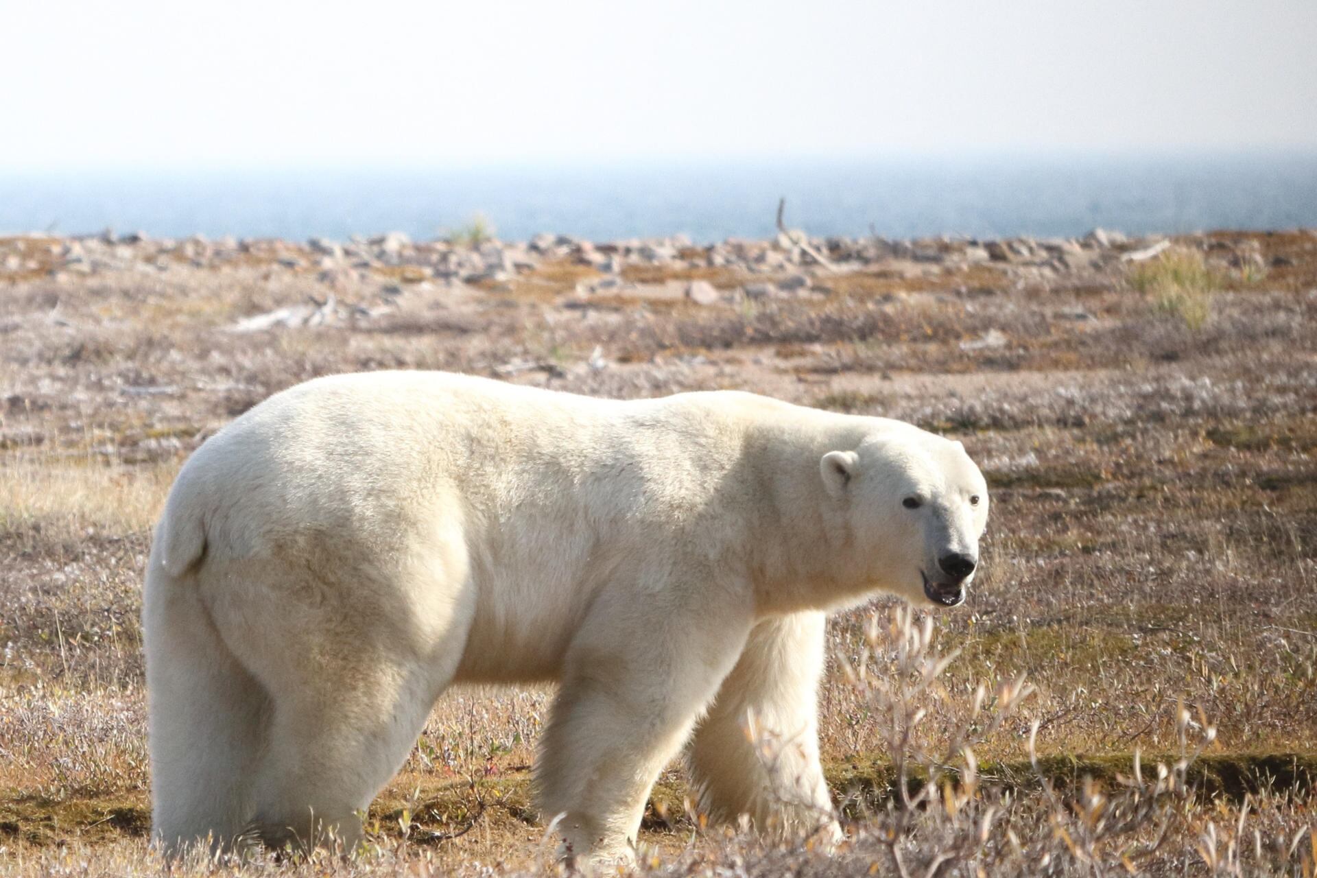 Un oso polar, en la región occidental de la bahía de Hudson, Canadá