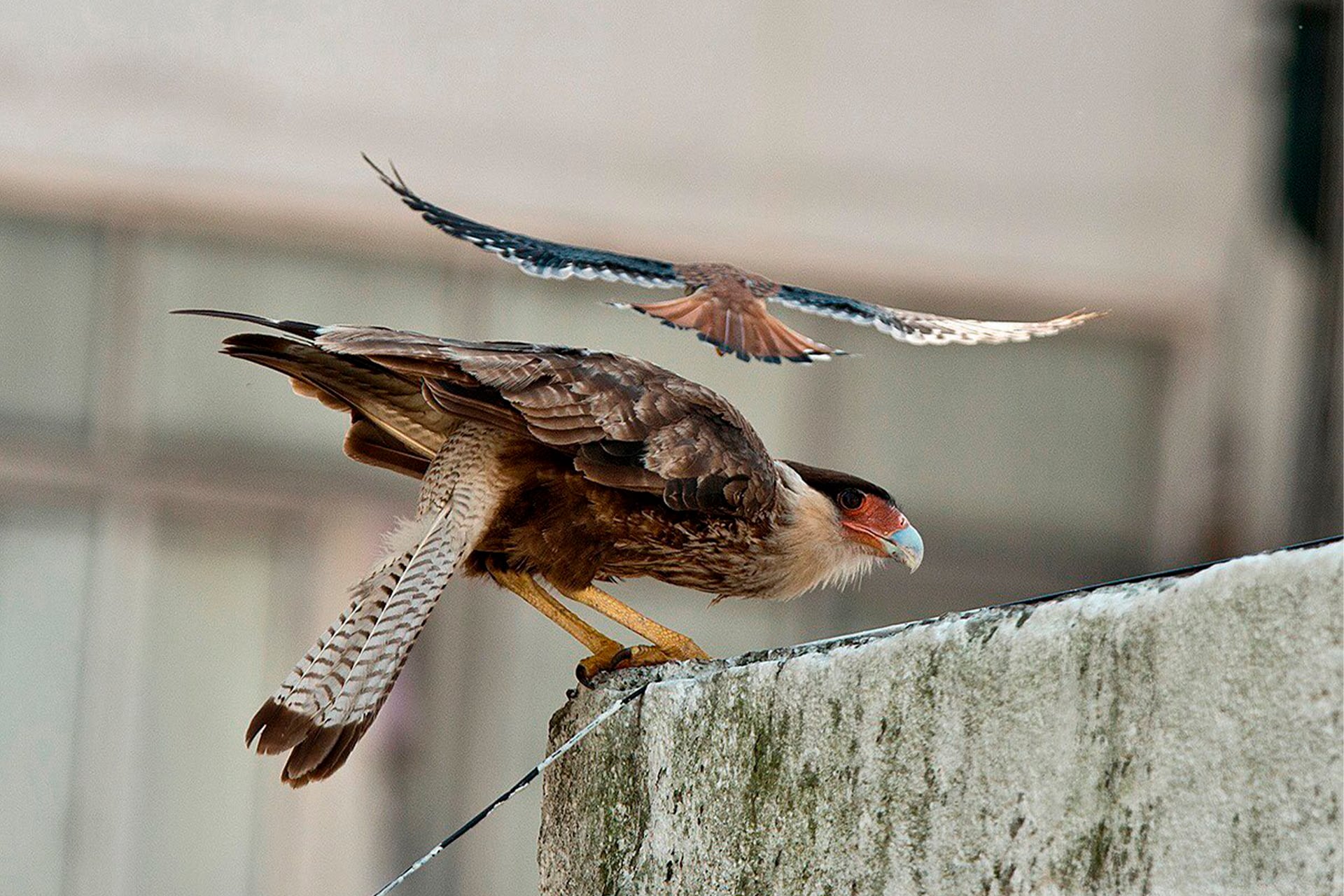 Dicen que los trajeron para que se coman a las palomas, pero al carancho poco le importa el qué dirán. Solo quiere morfar