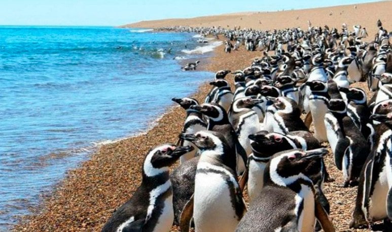 En enero, es cuando los pingüinos bebés empiezan a salir de los nidos para aprender a nadar. Es el momento perfecto para viajar con niños a Punta Tombo. (Foto: Turismo Nación)
