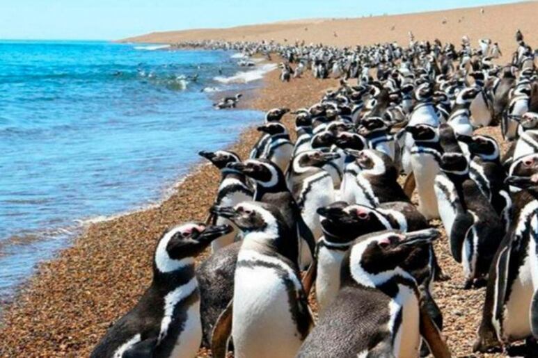 En enero, es cuando los pingüinos bebés empiezan a salir de los nidos para aprender a nadar. Es el momento perfecto para viajar con niños a Punta Tombo. (Foto: Turismo Nación)