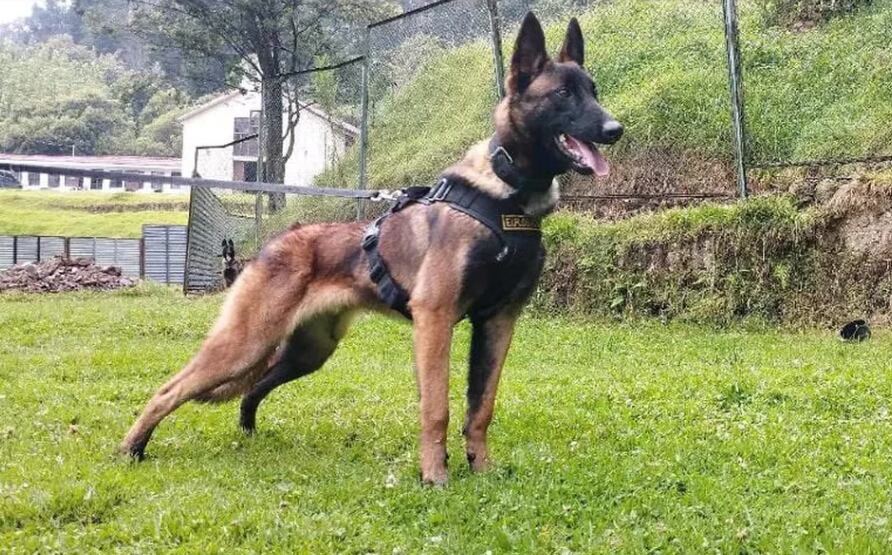 @FuerzasMilCol/Twitter