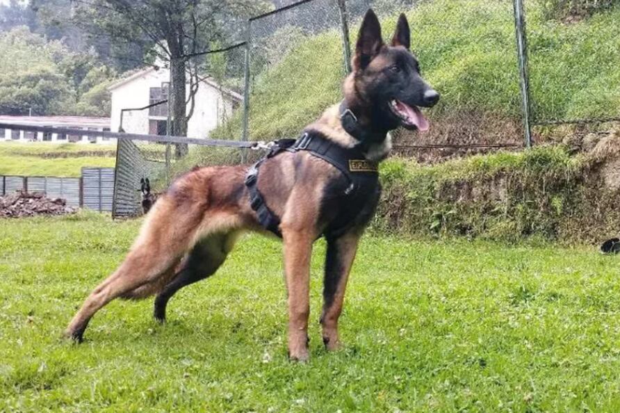 @FuerzasMilCol/Twitter