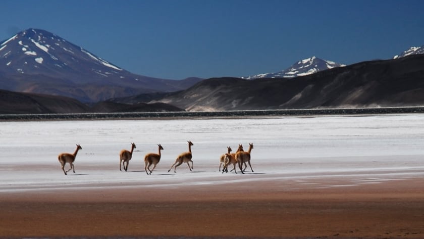 Imponente paisaje catamarqueño con vicuñas.