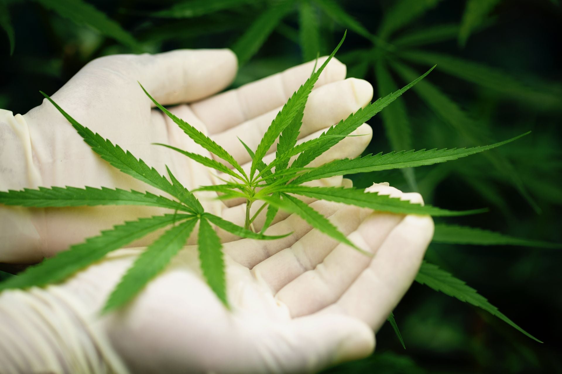Alemania legalizó el consumo recreativo de cannabis