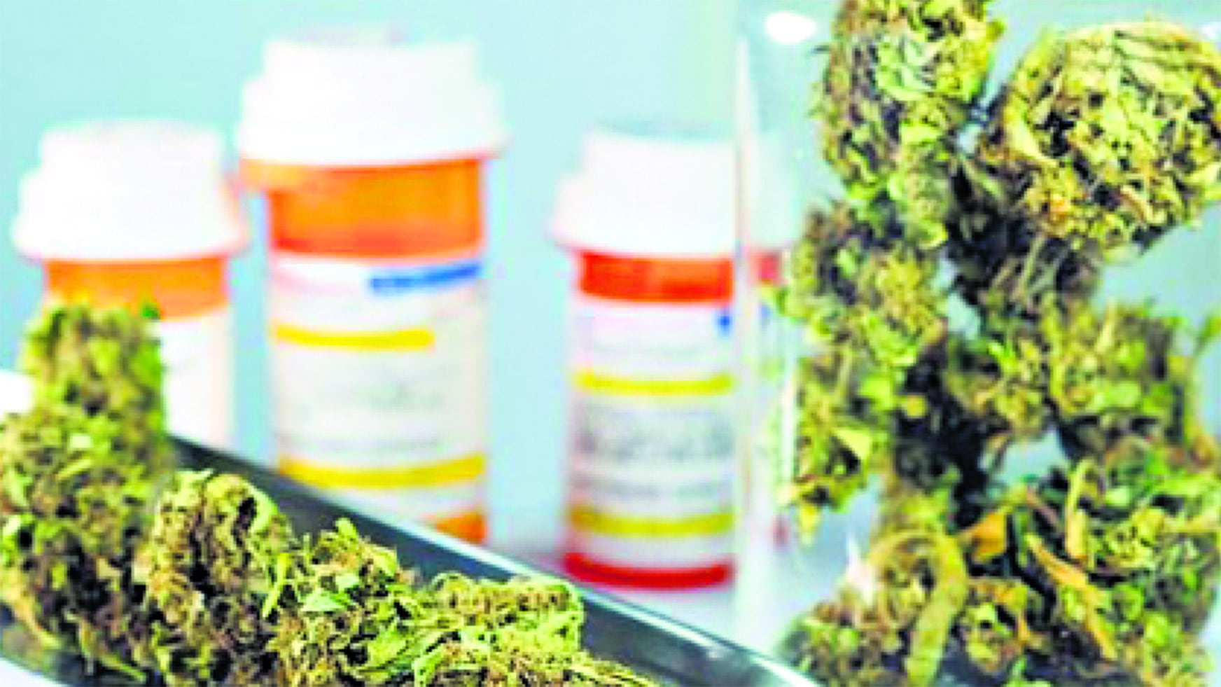 Usuarios y profesionales aún esperan la implementación de la ley de cannabis medicinal.