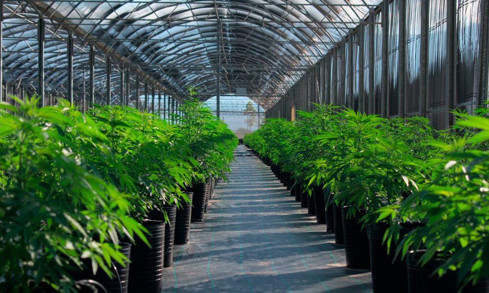 Agrogenética Riojana producirá el primer aceite de cannabis medicinal.