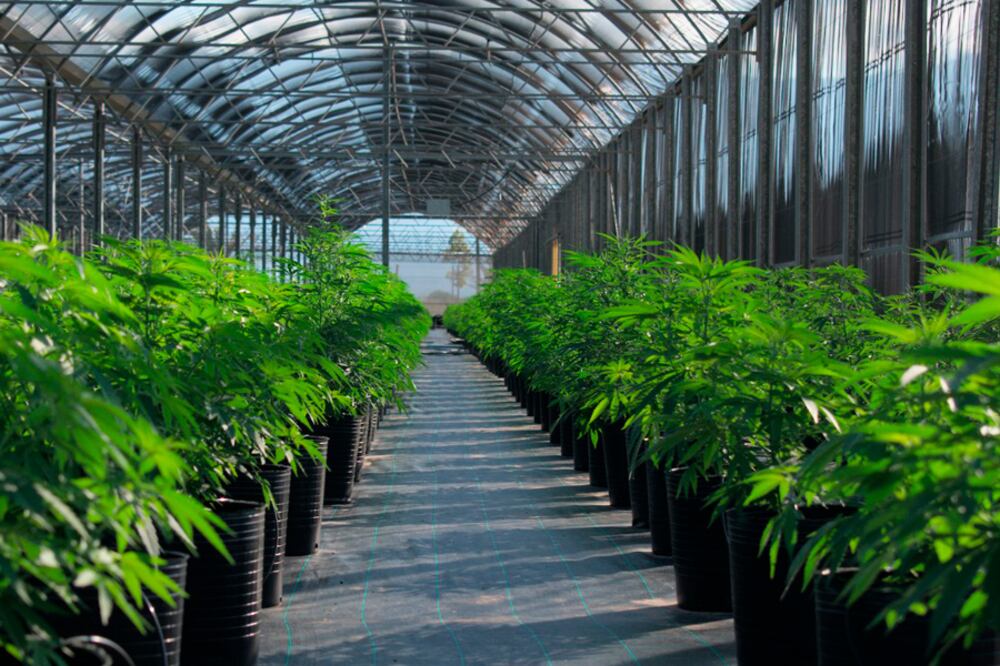 Agrogenética Riojana producirá el primer aceite de cannabis medicinal.