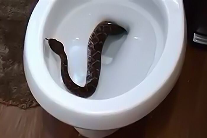 El hombre es un holandés que fue atacado en Sudáfrica. 