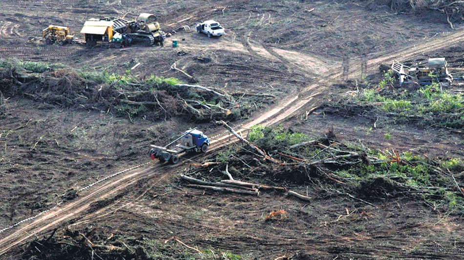 En la primera mitad del año fueron desmontadas unas 45 mil hectáreas en el Norte argentino.
