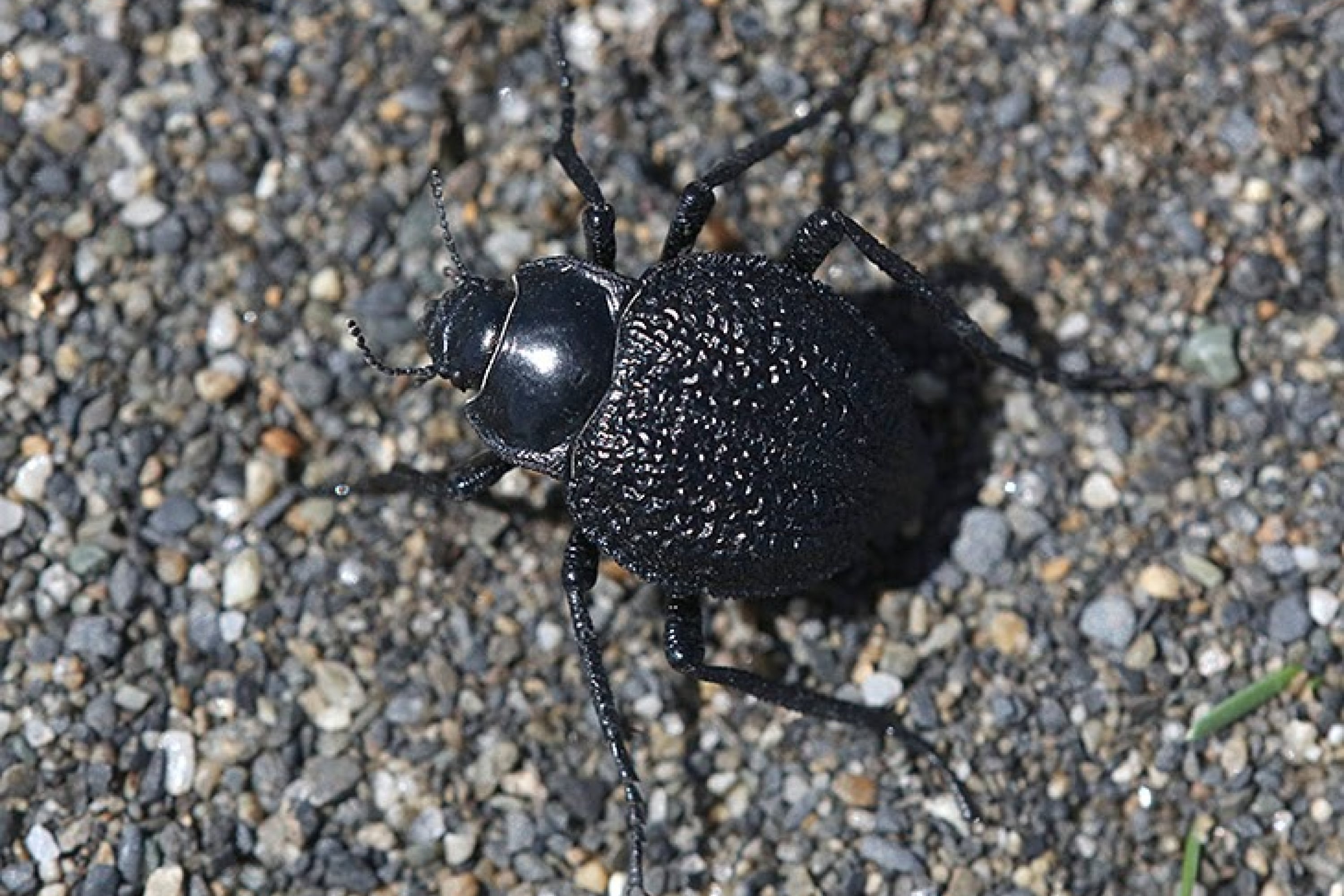 El escarabajo oscuro granulado es una de las especies que habita la Patagonia.