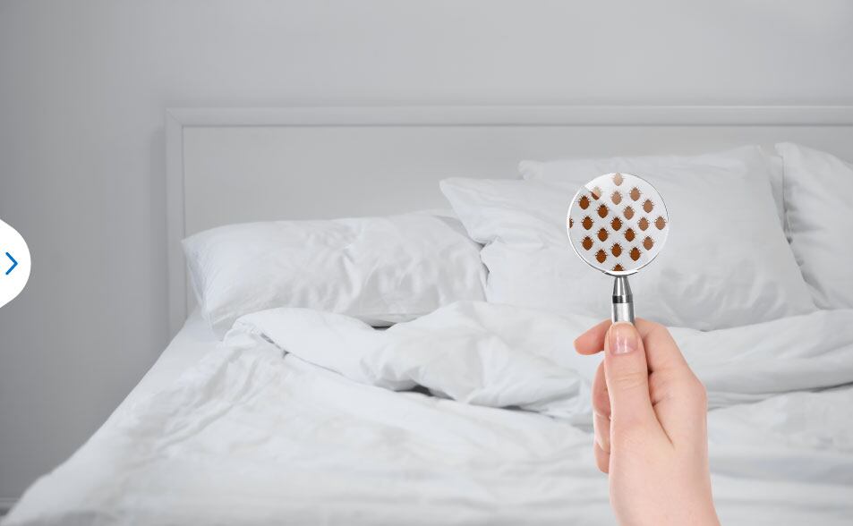 El 38% de los encuestados aseguró que no creía que la ropa de cama tenía que lavarse "más a menudo".