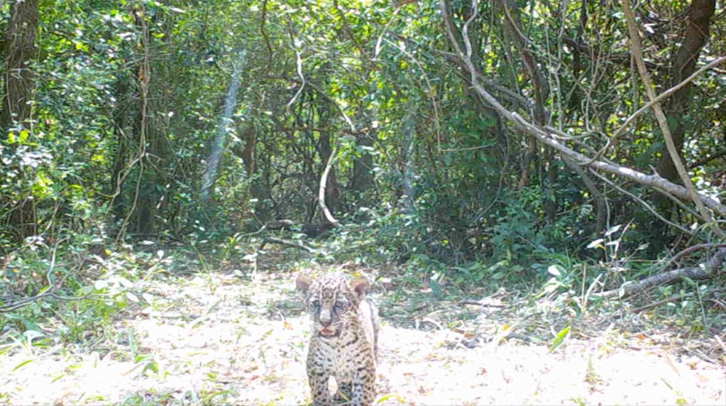 Los cachorros fueron filmados por primera vez unos dos meses después de su nacimiento.