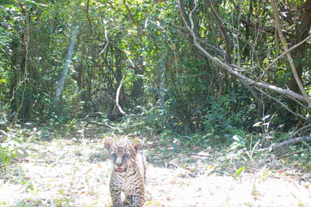 Los cachorros fueron filmados por primera vez unos dos meses después de su nacimiento.