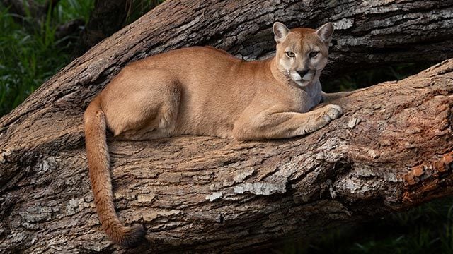 Puma concolor