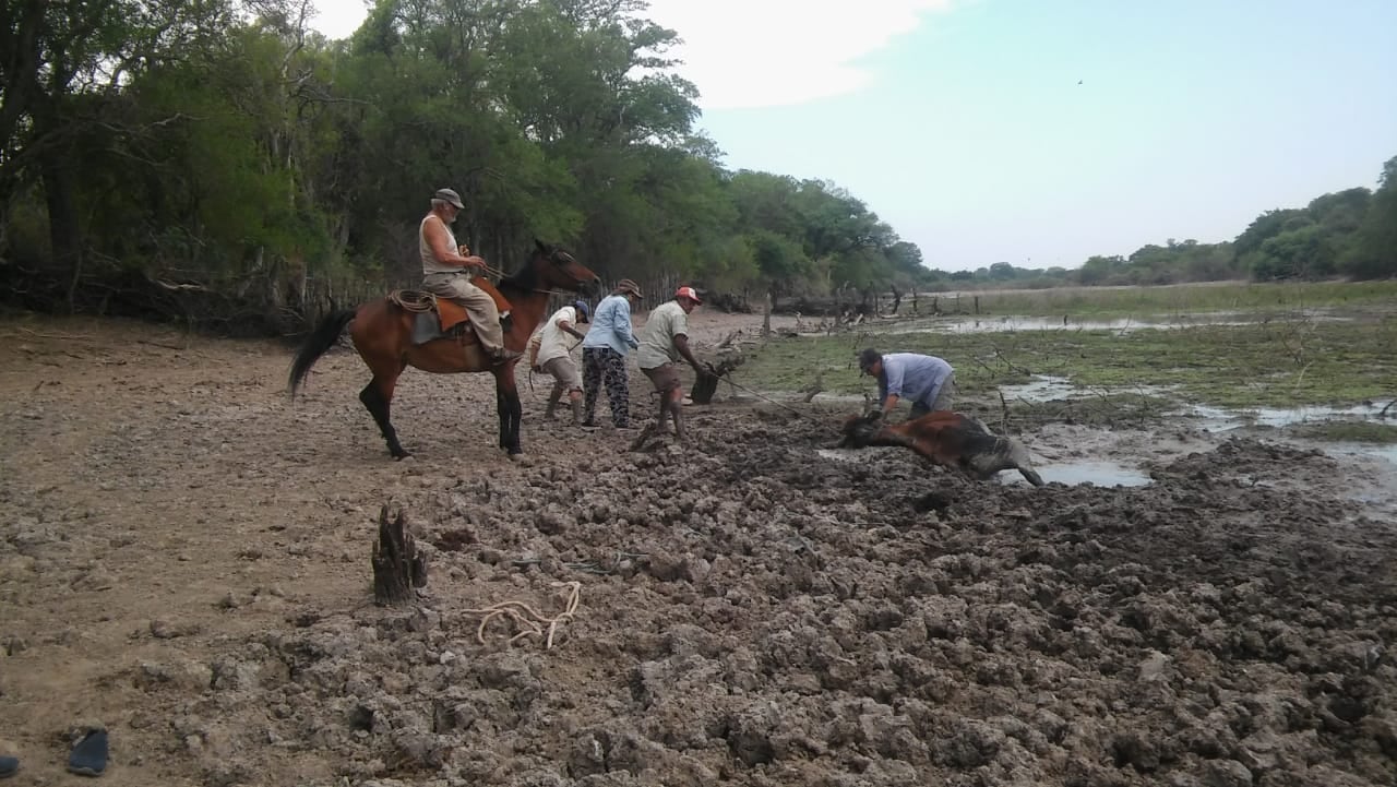 Aguadas convertidas en lodazal donde caen los animales débiles
