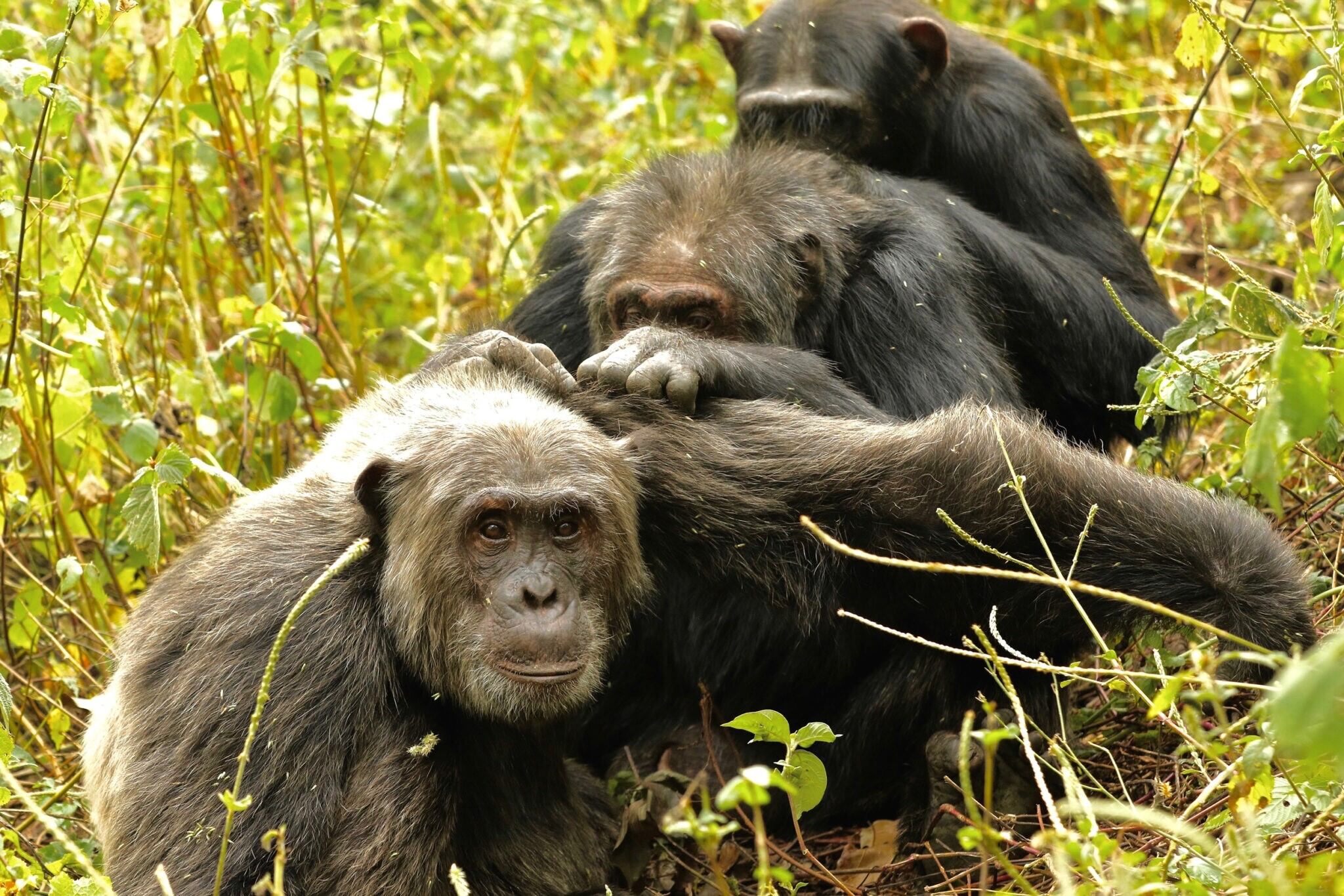 Al envejecer los chimpancés, como los humanos, priorizan las amistades importantes.