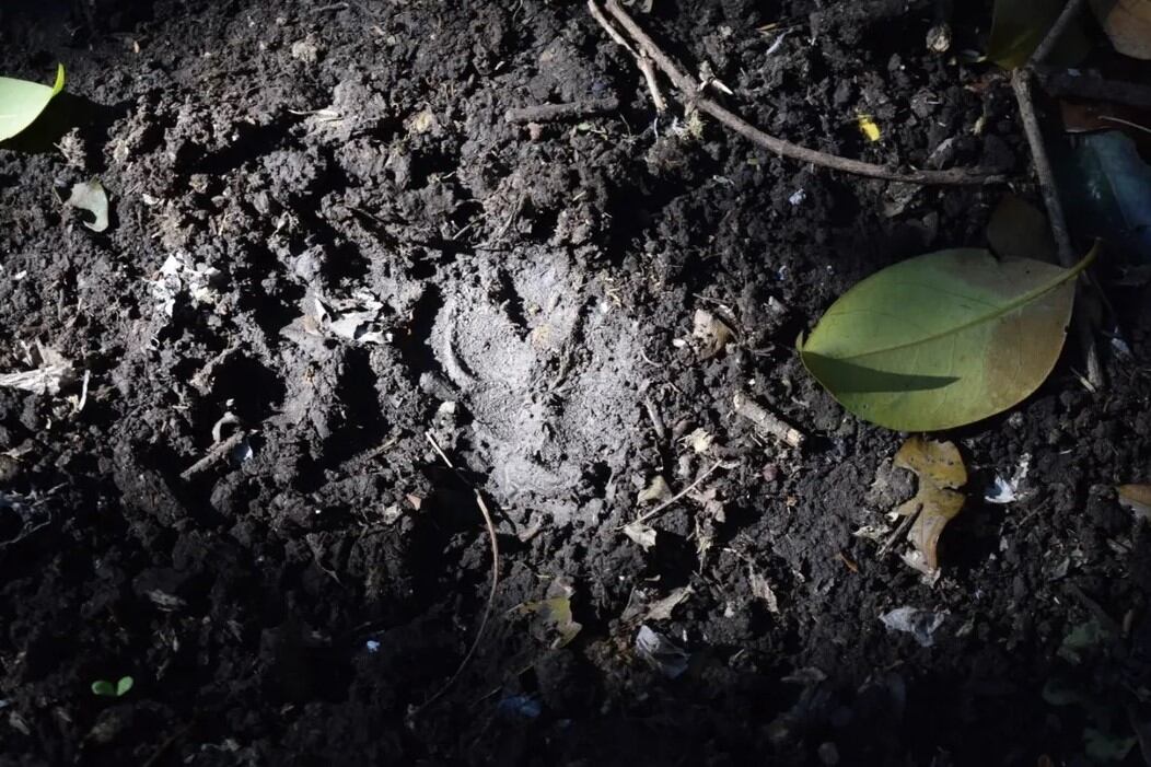 Registraron un puma suelto en Moreno: las recomendaciones para cuidarse ante un encuentro