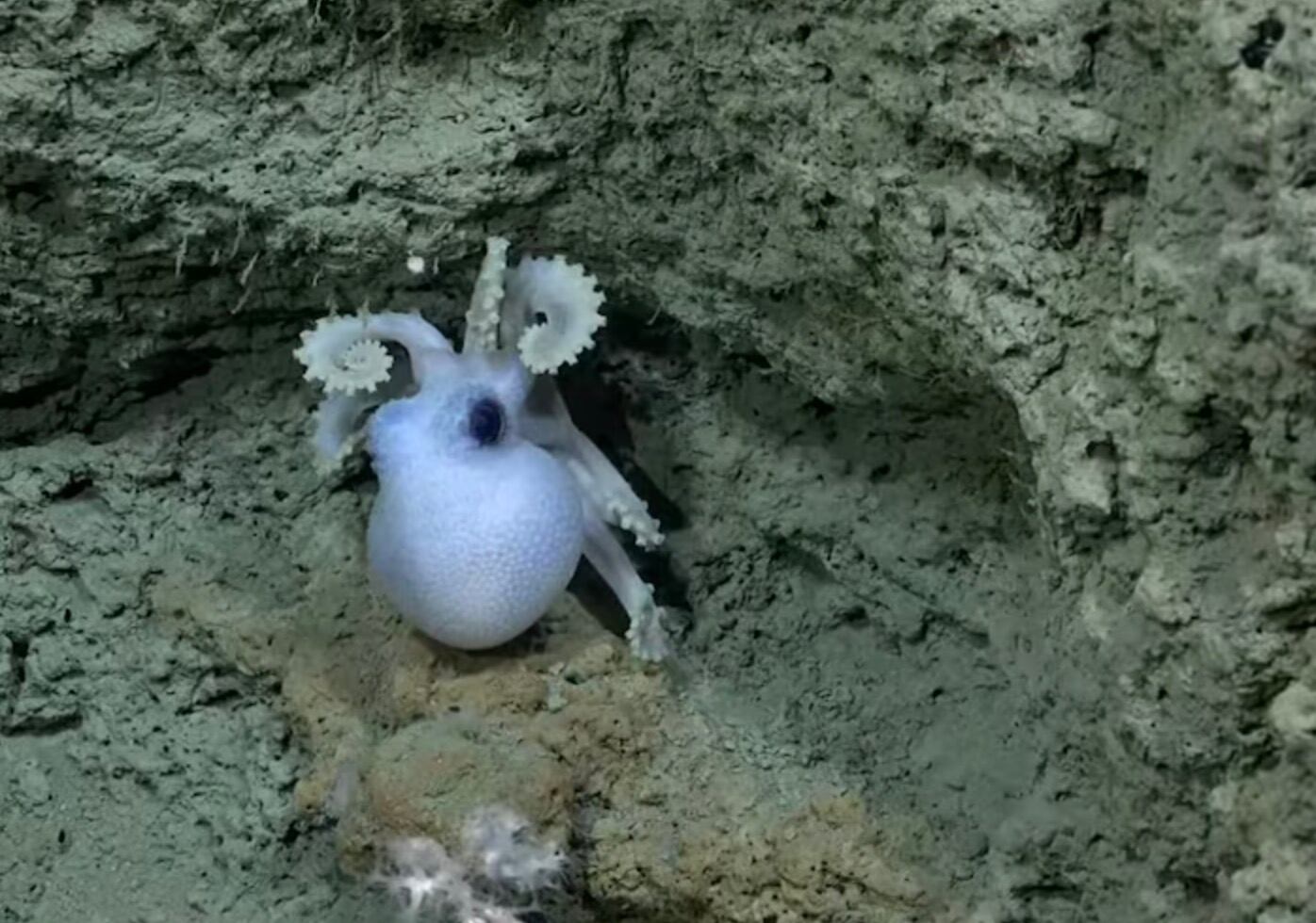 El equipo científico liderado por el Dr. Gustavo Bigatti se prepara para un descenso de alta complejidad, que alcanzará una profundidad estimada de 3.600 metros bajo la superficie del Atlántico