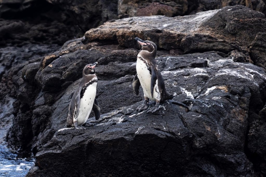 Pingüino de las Galápagos, única especie de pingüino que vive en la zona tropical