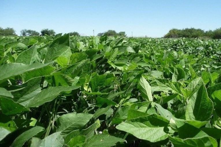 La Rioja quiere empezar a cultivar soja. En los próximos días se hará una prueba experimental para ver la respuesta de los suelos riojanos.