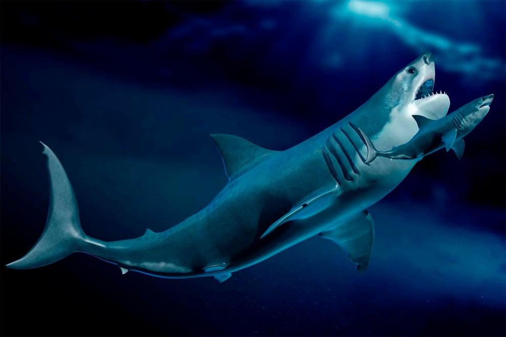 La investigación arroja luz sobre la historia de la vida de Megalodón, no solo sobre cómo creció, sino también cómo se desarrollaron sus embriones, cómo dio a luz y cuánto tiempo pudo haber vivido. 