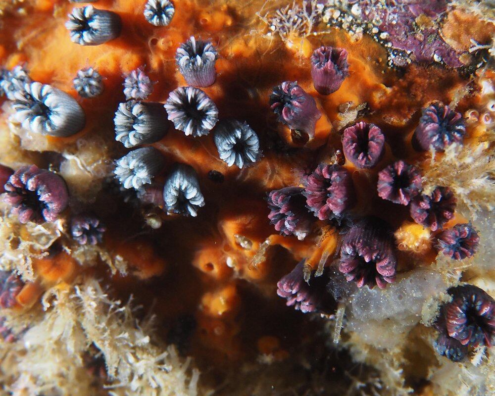 Fundación Charles Darwin (FCD)