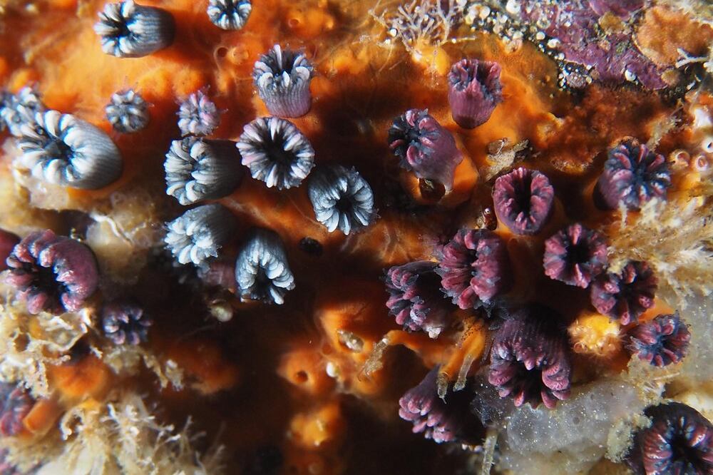 Fundación Charles Darwin (FCD)