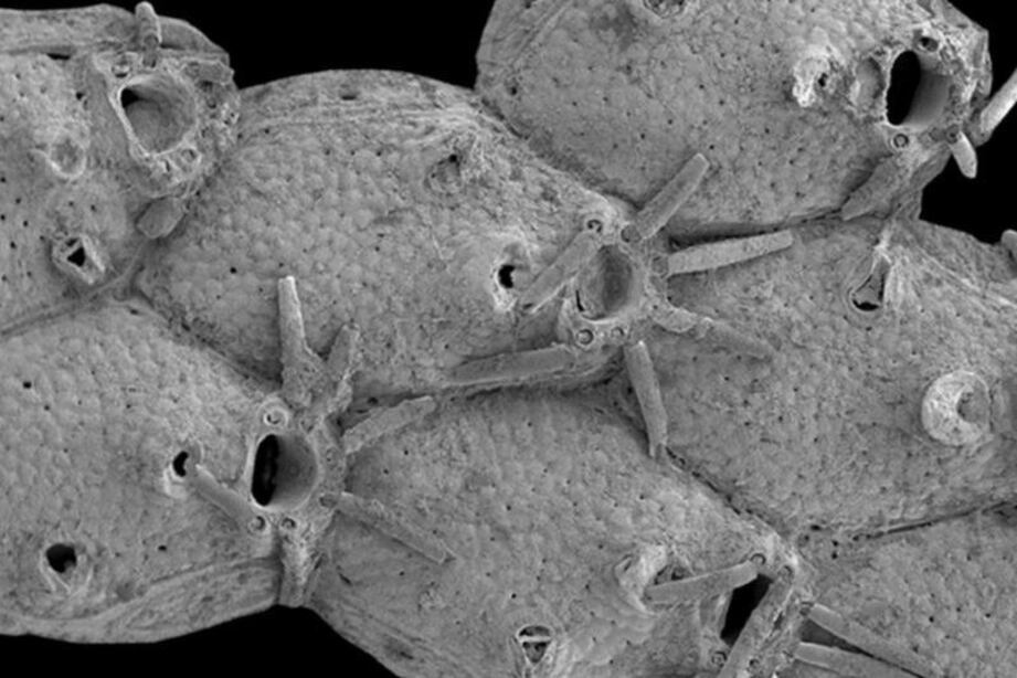 Una de las especies desconocidas que los científicos identificaron en el Atlántico Norte.