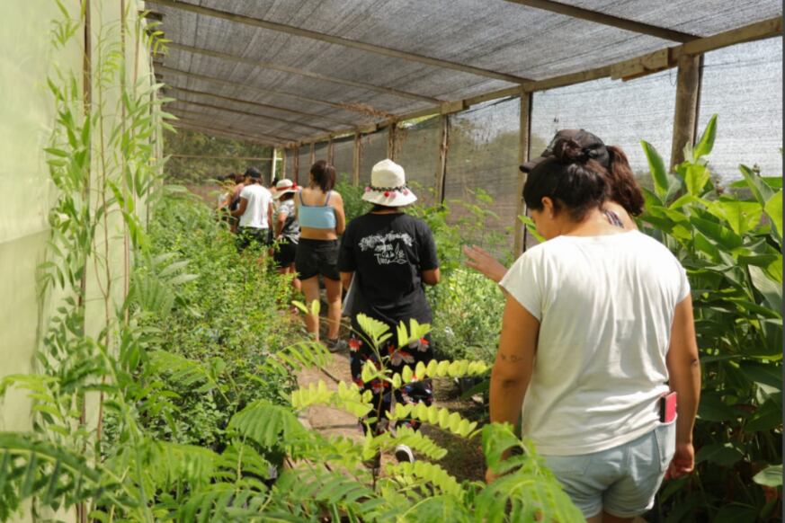 Un vivero de árboles nativos para el plan de forestación de la Asociación Mujeres Trabajadoras de la Tierra.