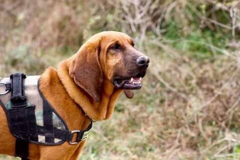 Duke, el sabueso Bloodhound que encontró el collar de Santiago Maldonado y el cuerpo de Micaela Ortega, participará en la nueva búsqueda de Facundo.