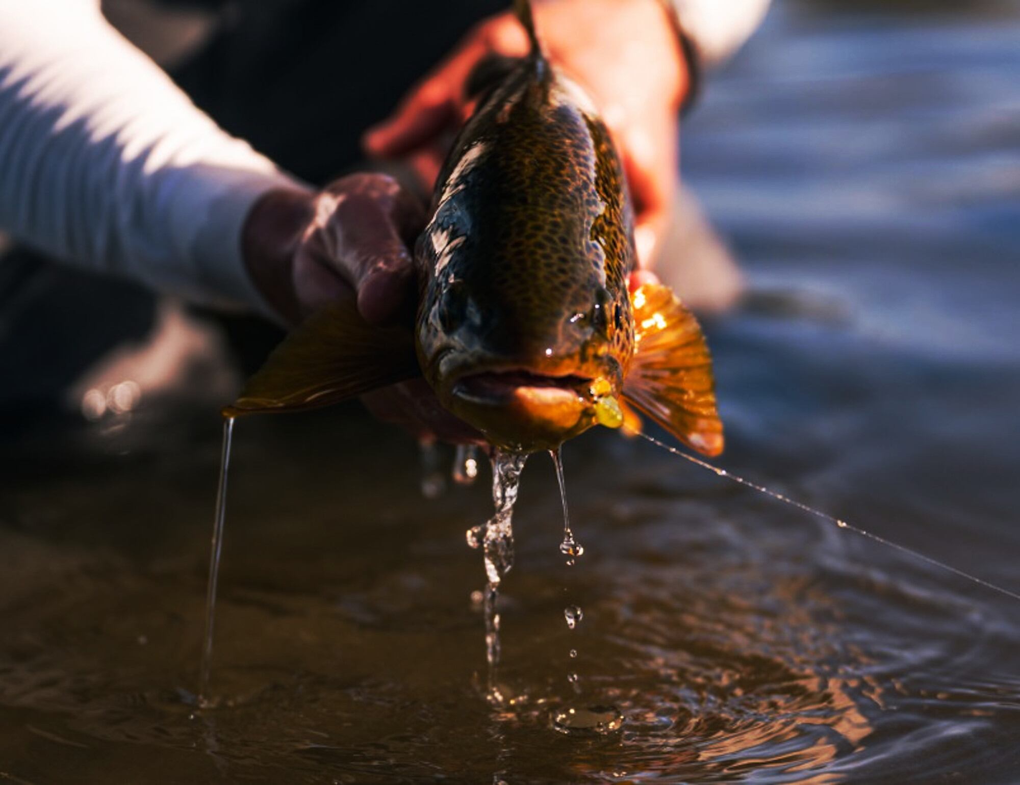Pesca deportiva con devolución. 