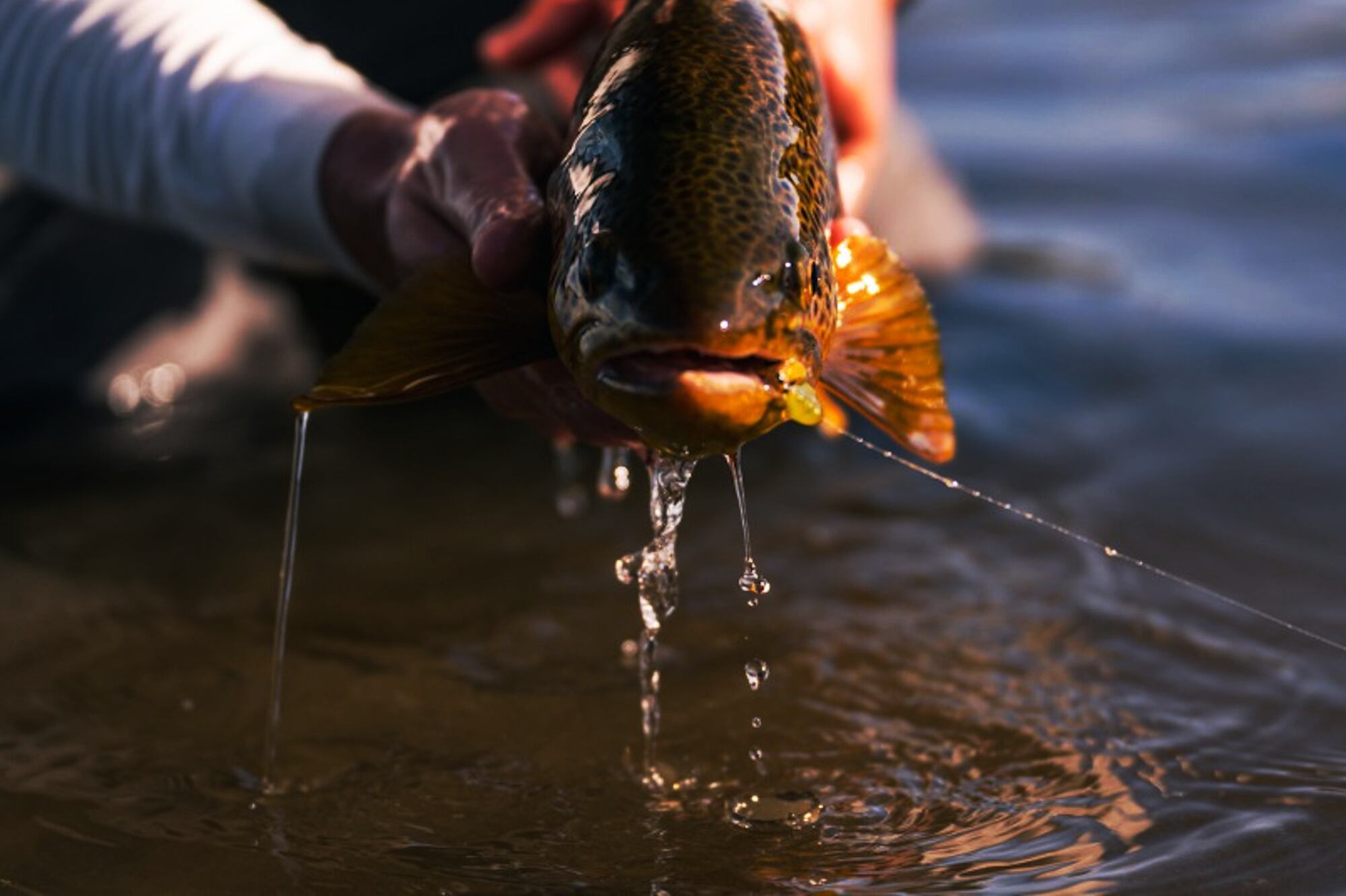 Pesca deportiva con devolución.