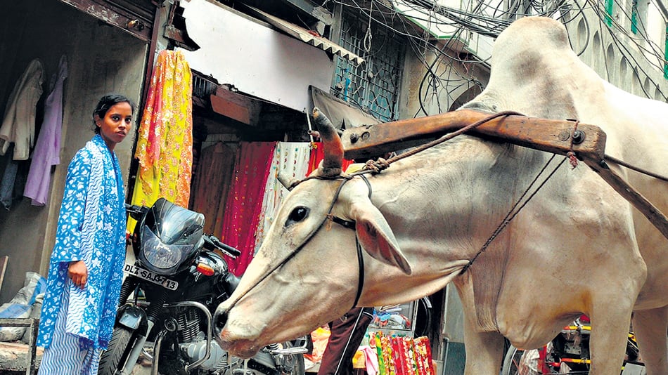 Vida cotidiana en Nueva Delhi, que sabe ser caótica y hospitalaria.