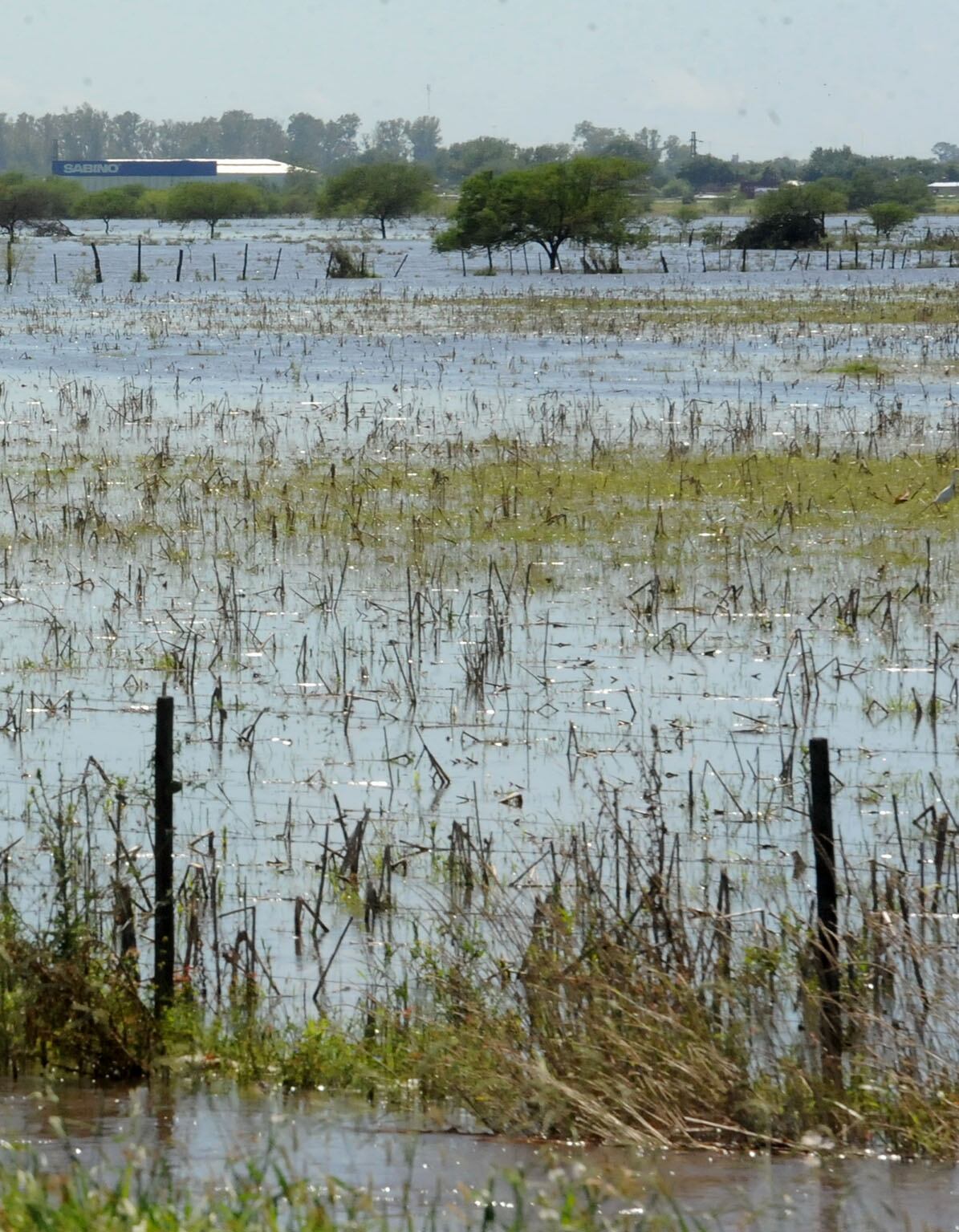 El monocultivo de soja corrió pasturas y otros cultivos.