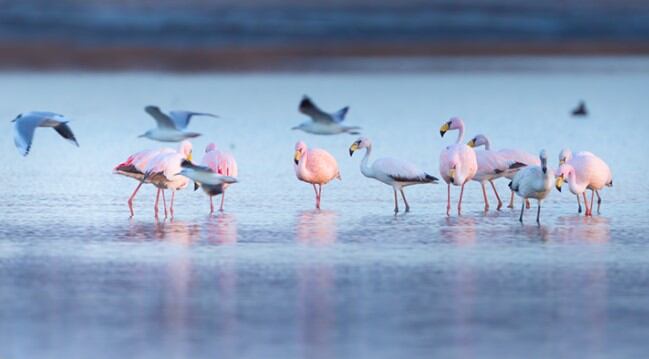 Leonardo DiCaprio celebró la creación del Parque Nacional Ansenuza en Mar Chiquita, en Códroba. Imagen: argentina.gob.ar
