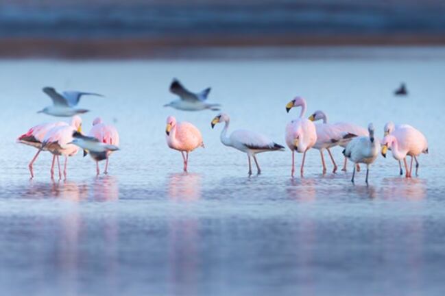 Leonardo DiCaprio celebró la creación del Parque Nacional Ansenuza en Mar Chiquita, en Códroba. Imagen: argentina.gob.ar