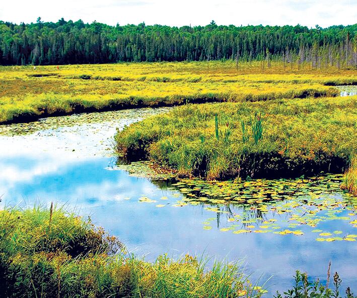 Los humedales regulan el caudal del agua y atenúan inundaciones.