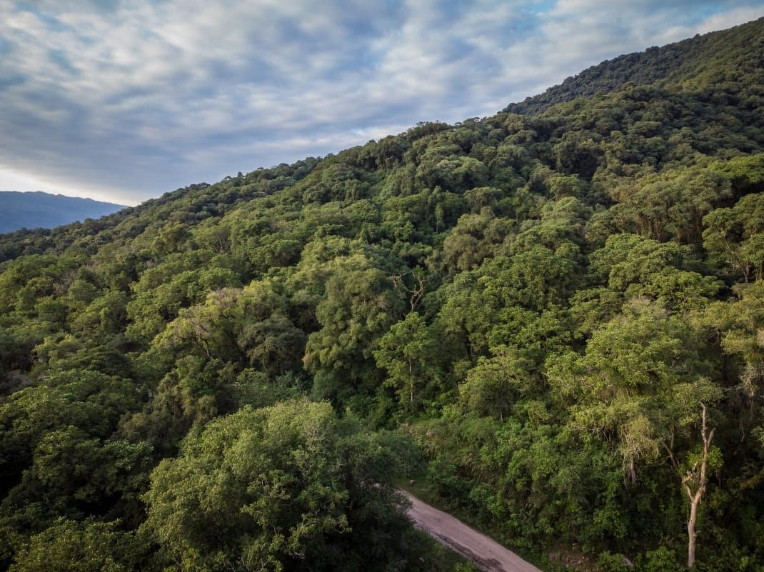 Yungas en Paclín, Catamarca.