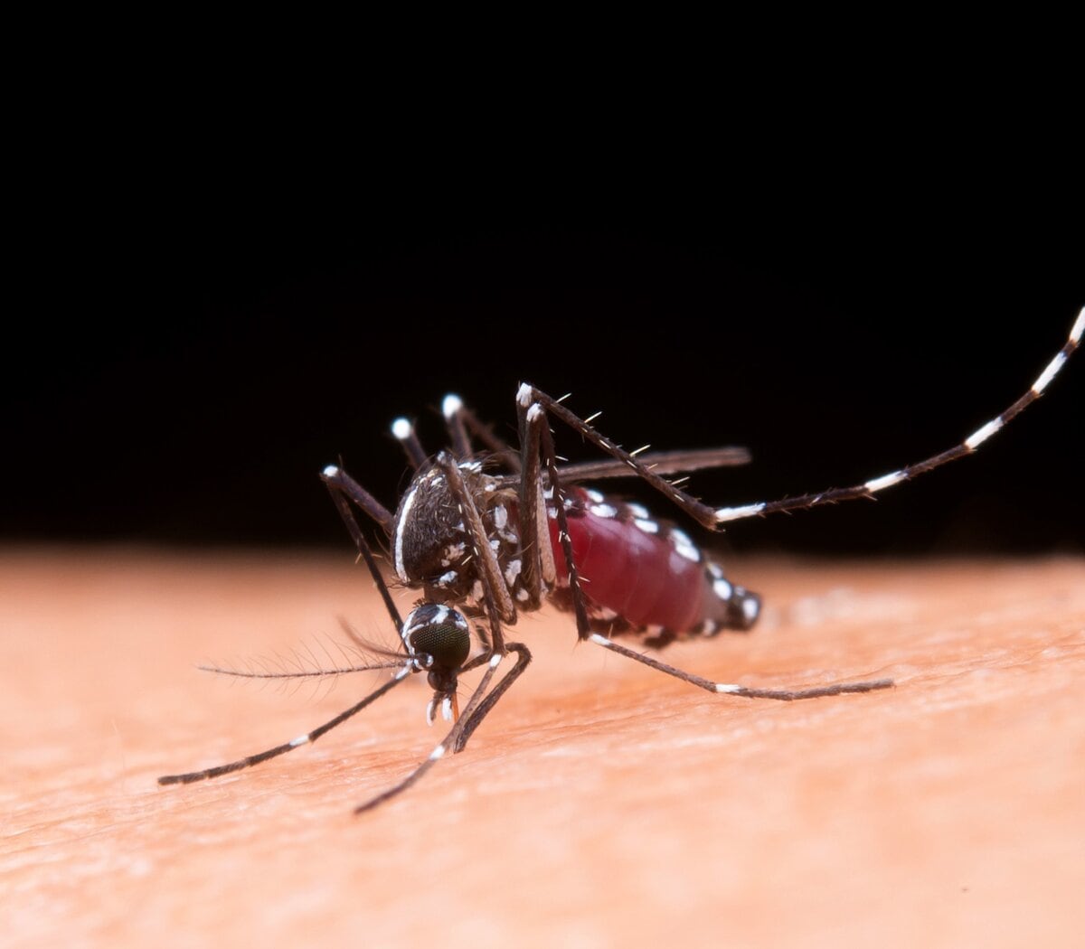 El Ministerio de Salud identificó más de 40 mil casos de dengue hasta el momento en 15 provincias correspondientes a cuatro regiones del país. 