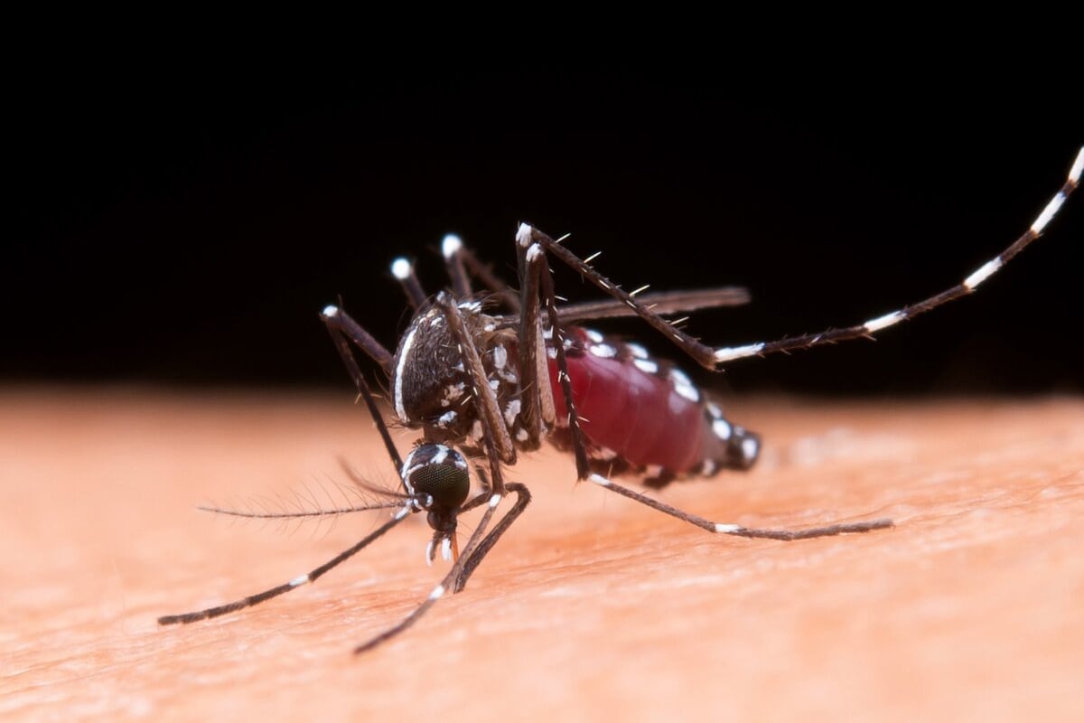 El Ministerio de Salud identificó más de 40 mil casos de dengue hasta el momento en 15 provincias correspondientes a cuatro regiones del país.