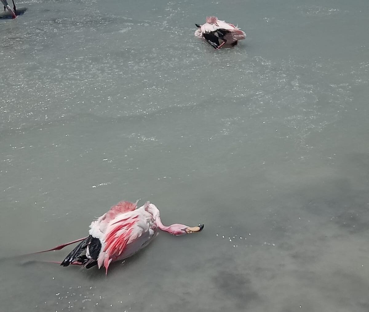 Reserva de la Laguna Brava.