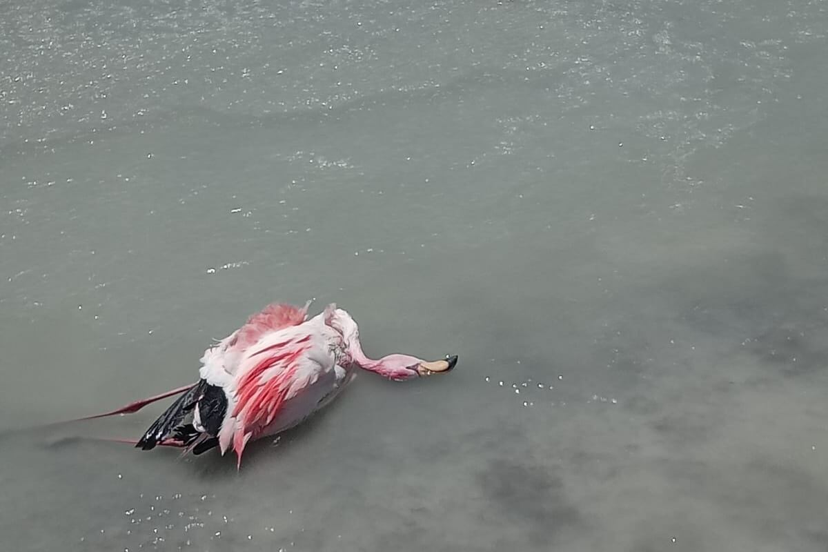 Reserva de la Laguna Brava.