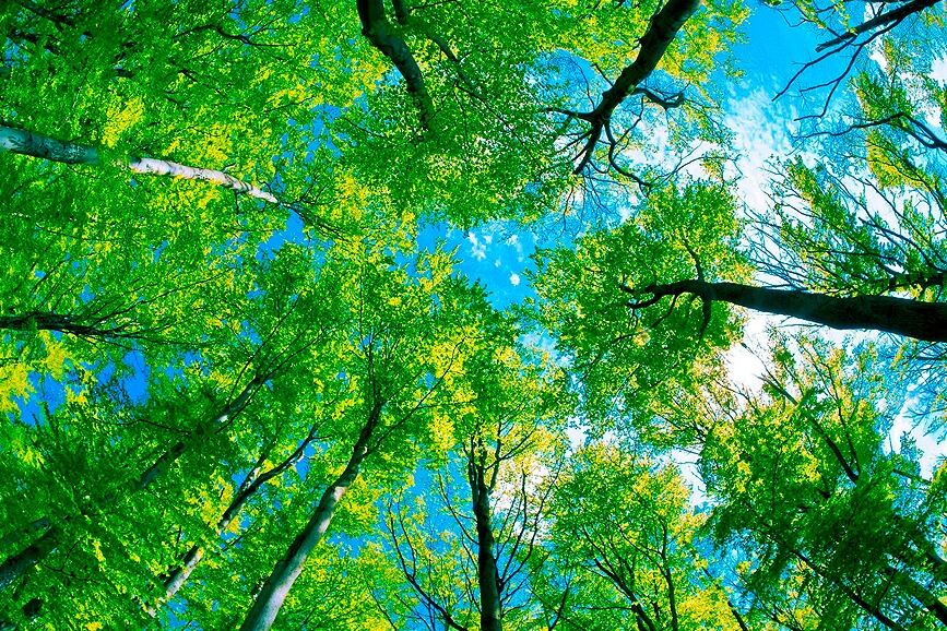 El concurso está organizado por la organización Periodistas por el Planeta. 