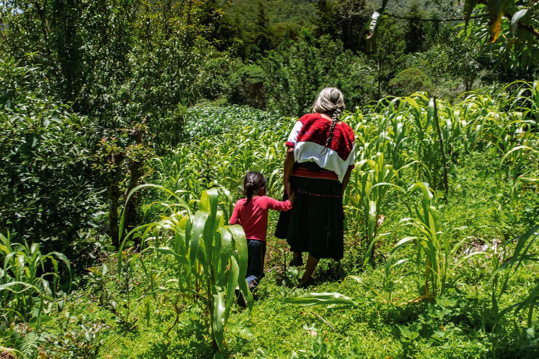 Película  Hijas del maíz