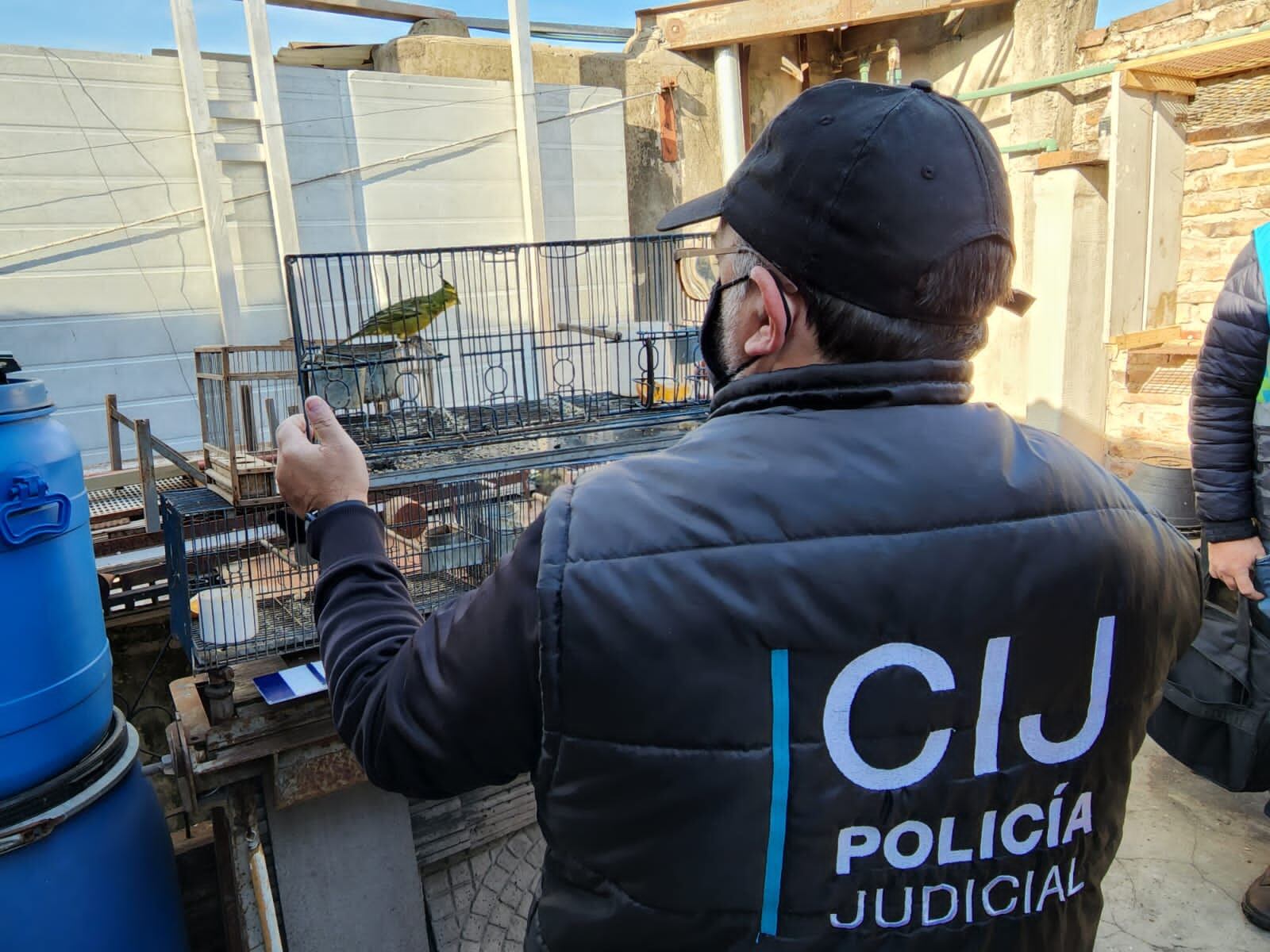 En el lugar se hallaron palomas, jilgueros amarillos, reina mora, cabecita negra, corbatita negra común y cardenales amarillos. Foto: MPF