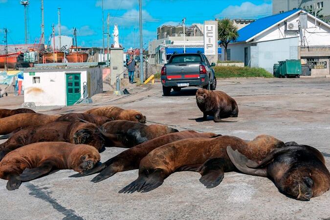 Por recomendación de Senasa, ante la posibilidad de que estuviesen contagiados de influenza aviar, los siete lobos marinos fueron enterrados.