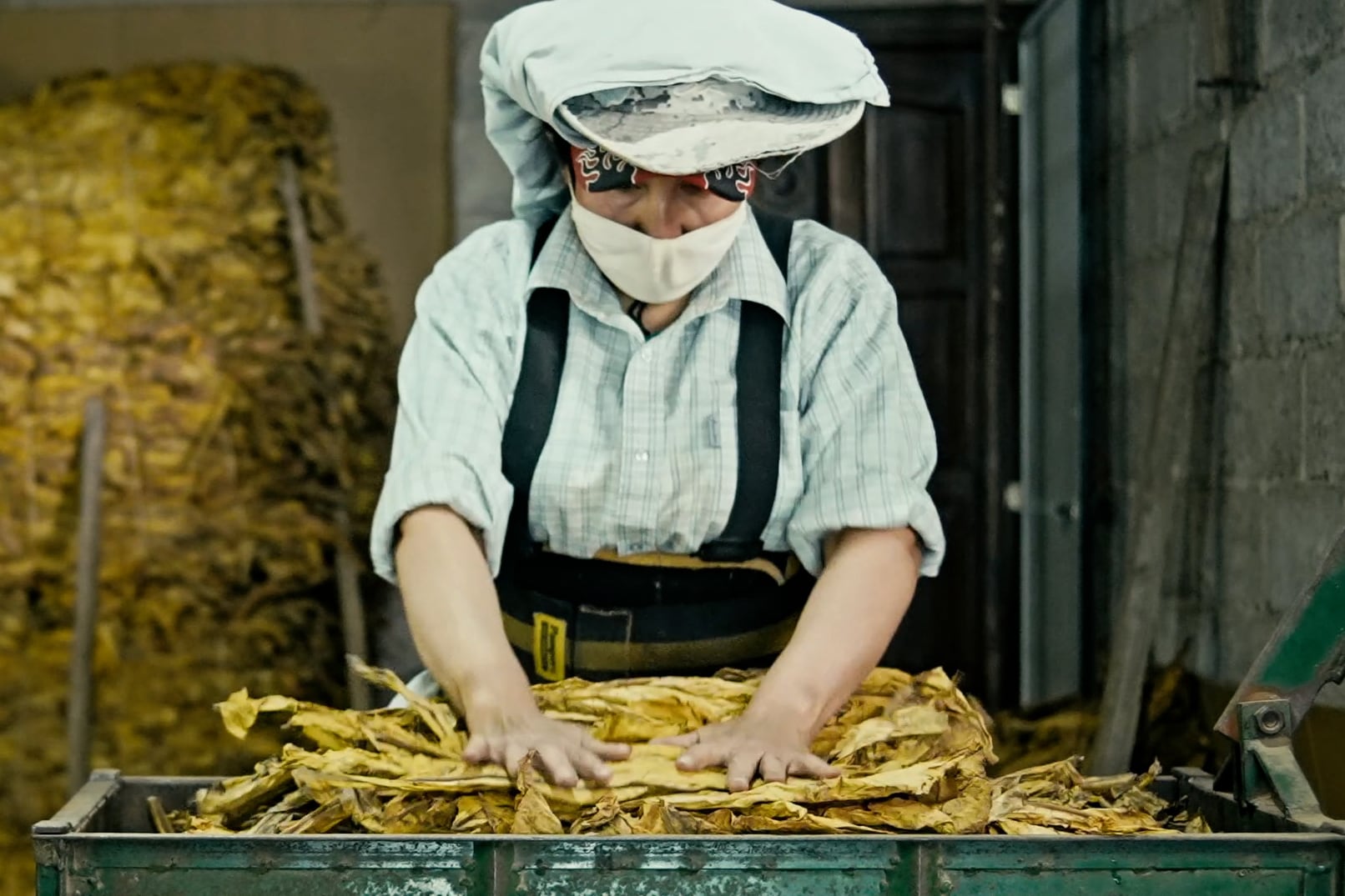 Revollo cubre gran parte del proceso preindustrial ligado a la industria del tabaco