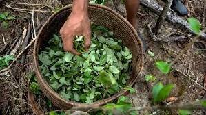 Hojas de coca